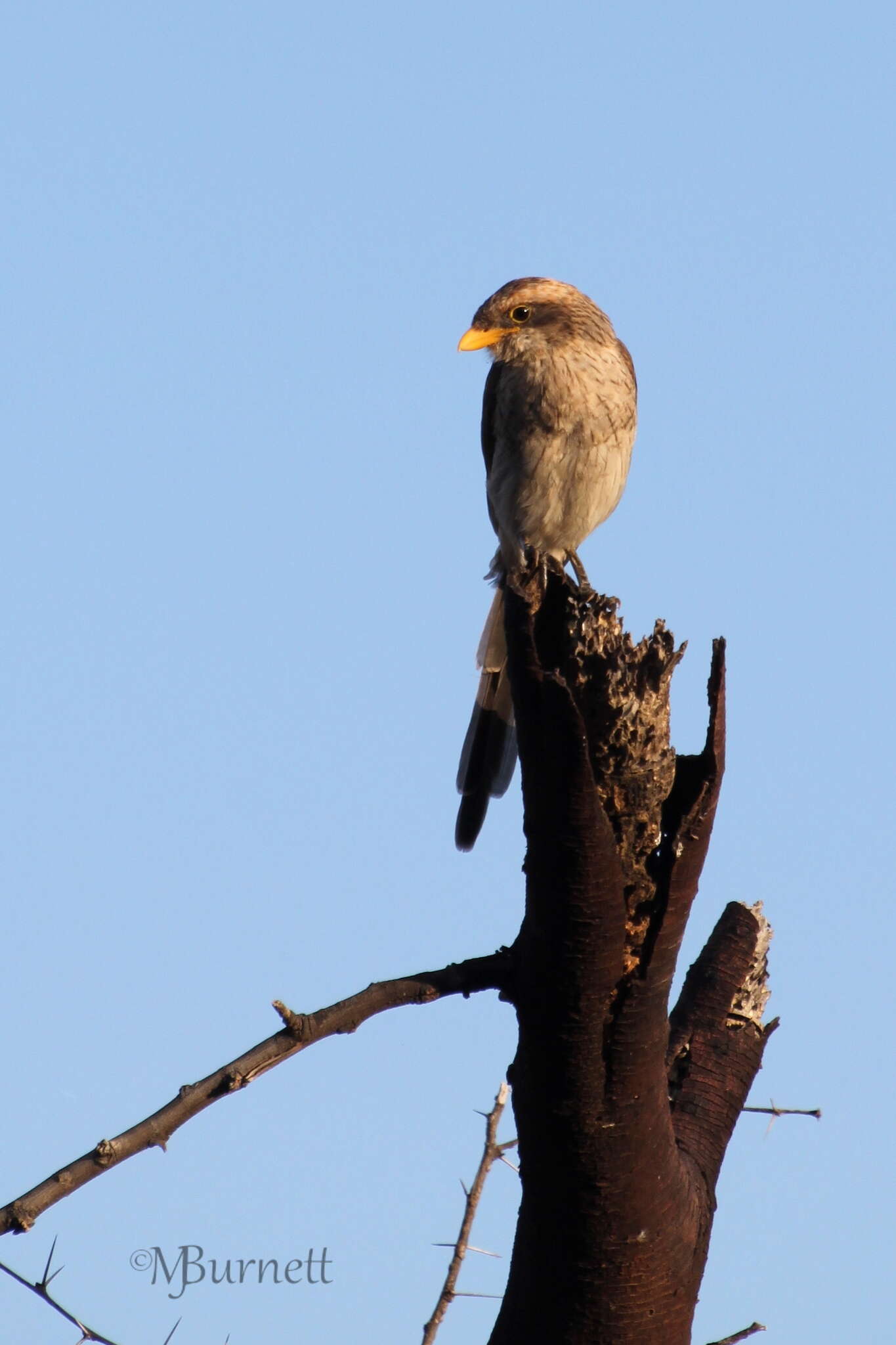 Image of Lanius corvinus