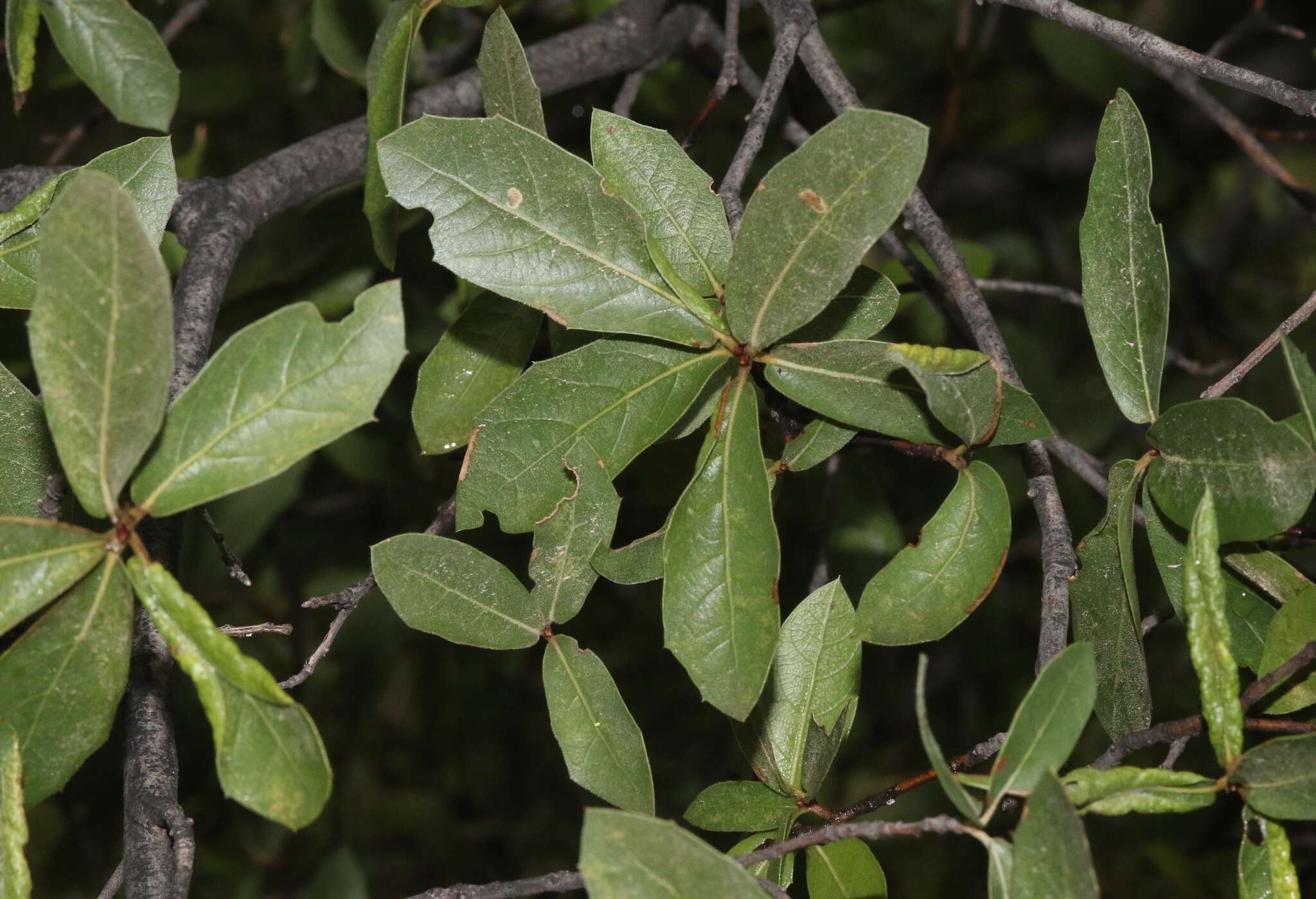 Image of Emory Oak