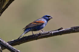 Image of Blue Grosbeak