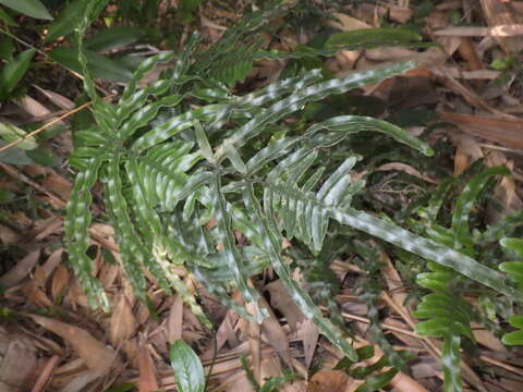 Sivun Pteris heteromorpha Fée kuva