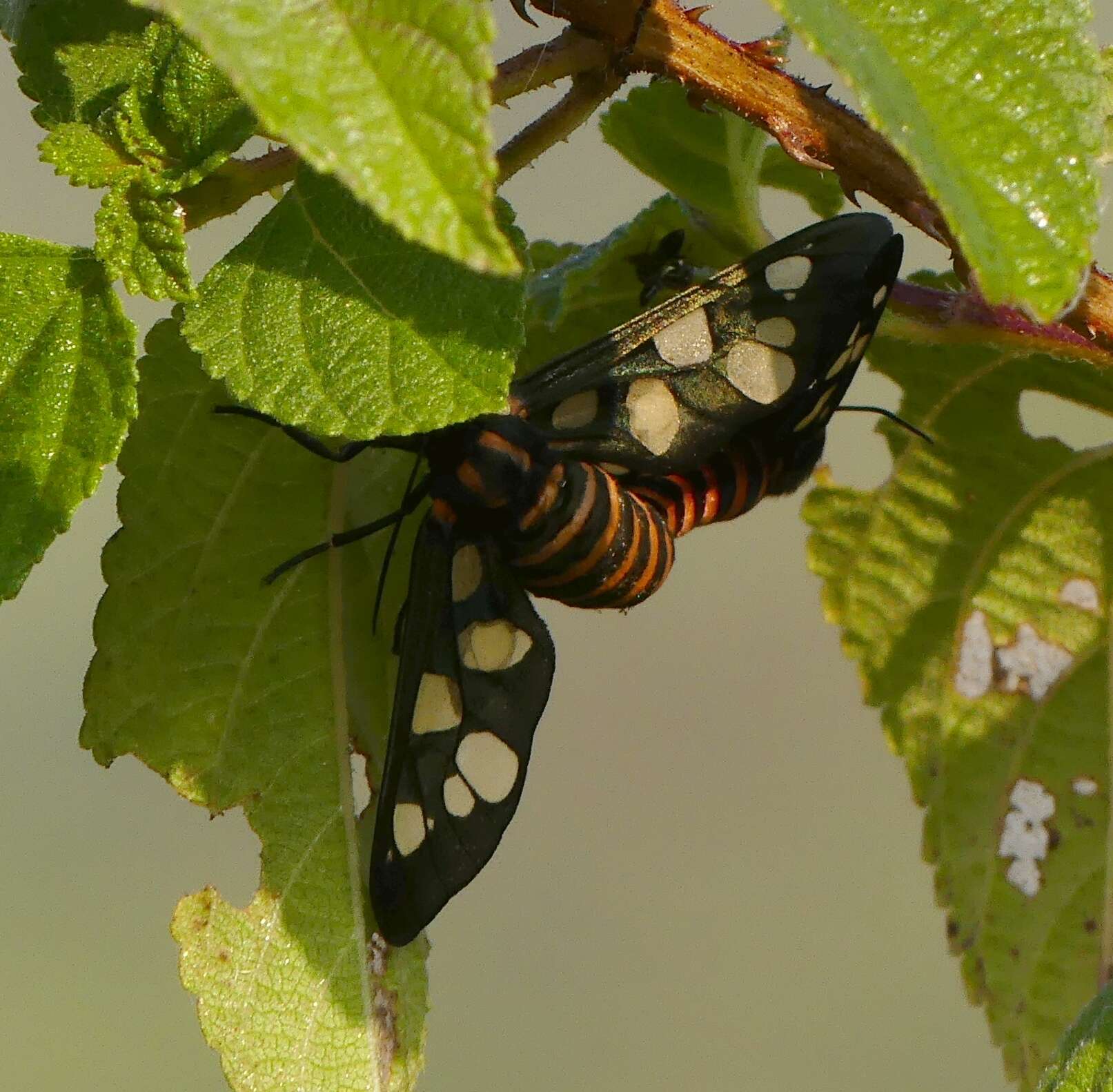 Imagem de Amata passalis Fabricius