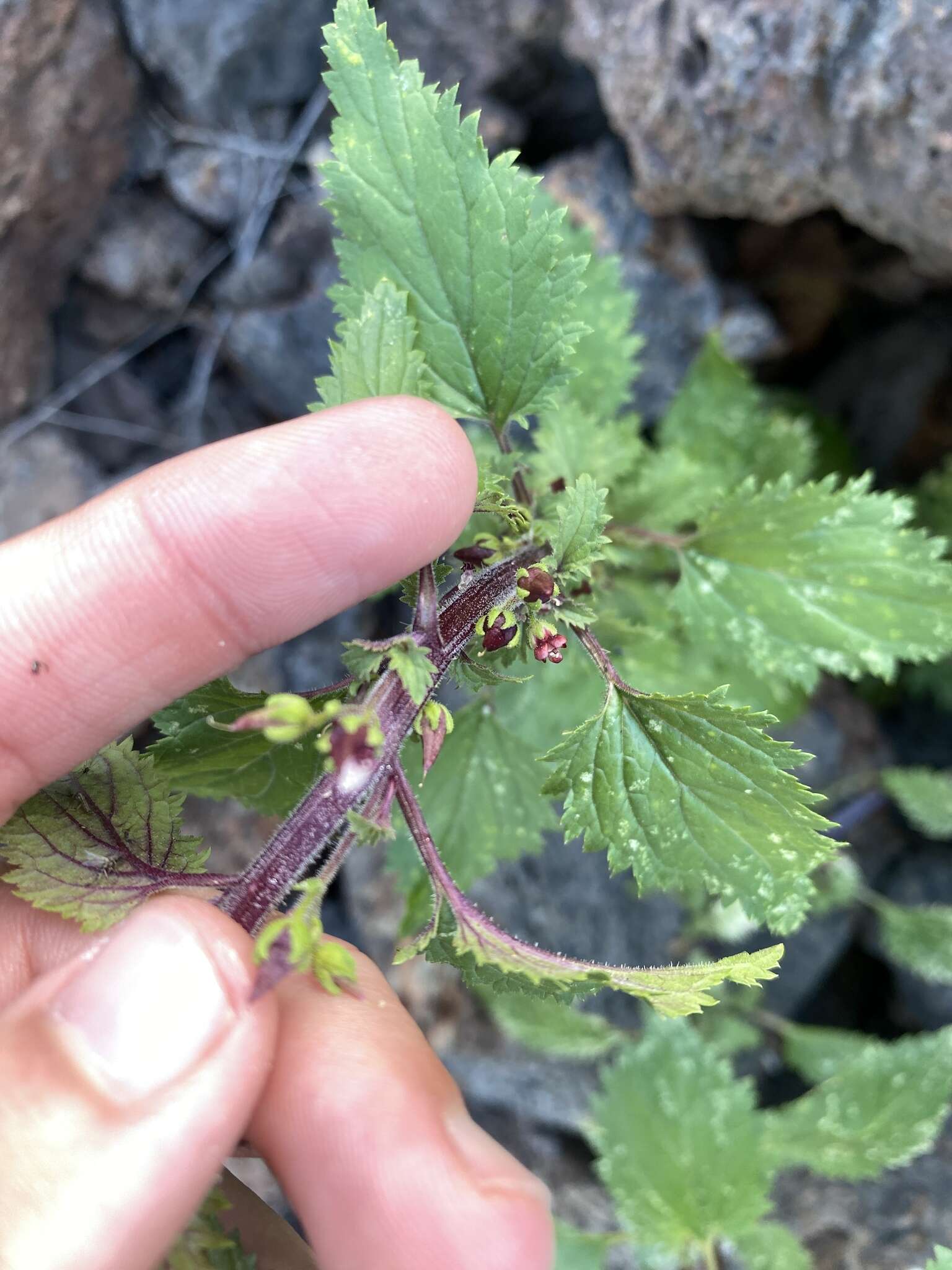 Image de Scrophularia arguta Sol.