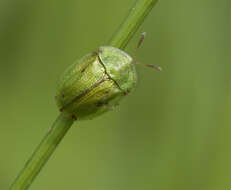 Image of Cassida (Cassida) prasina Illiger 1798