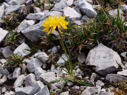 Image of Crepis jacquinii subsp. kerneri (Rech. fil.) Merxm.