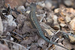 Image of Sceloporus becki Van Denburgh 1905