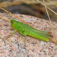 Image of Chorthippus (Chorthippus) jucundus (Fischer 1853)