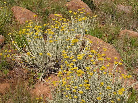 Image of Helichrysum callicomum Harv.