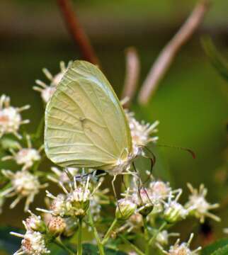 Imagem de Pseudopieris