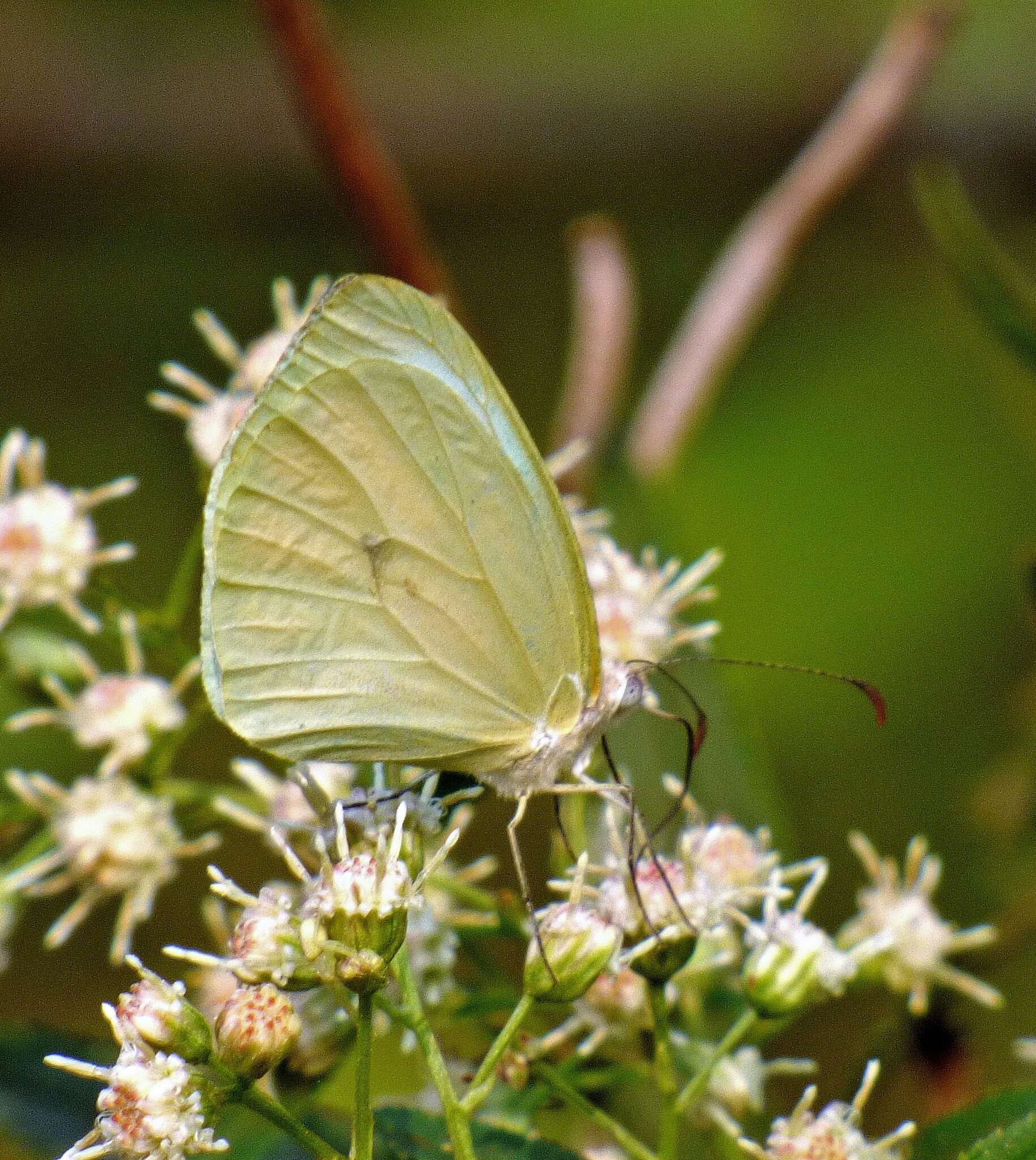 Image of Pseudopieris