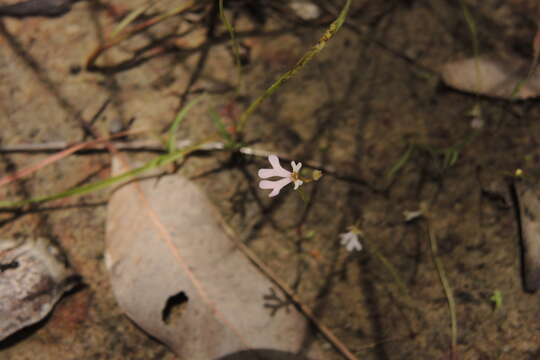 Sivun Stylidium capillare R. Br. kuva