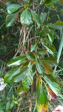 Image of Lindera erythrocarpa Makino