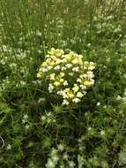 Image de Castilleja campestris (Benth.) T. I. Chuang & L. R. Heckard