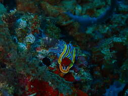 Image of Chromodoris colemani Rudman 1982