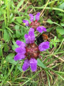 Plancia ëd Bombus wurflenii Radoszkowski 1860