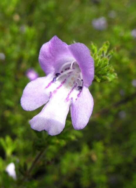 Image of Prostanthera cryptandroides subsp. euphrasioides (Benth.) B. J. Conn