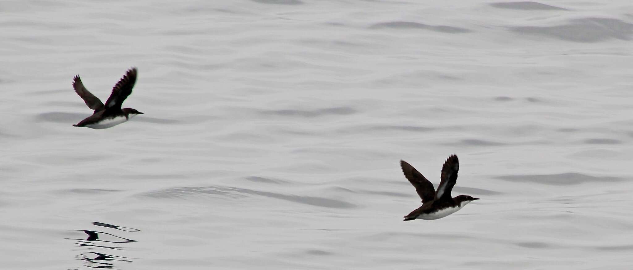 Image of Craveri's Murrelet