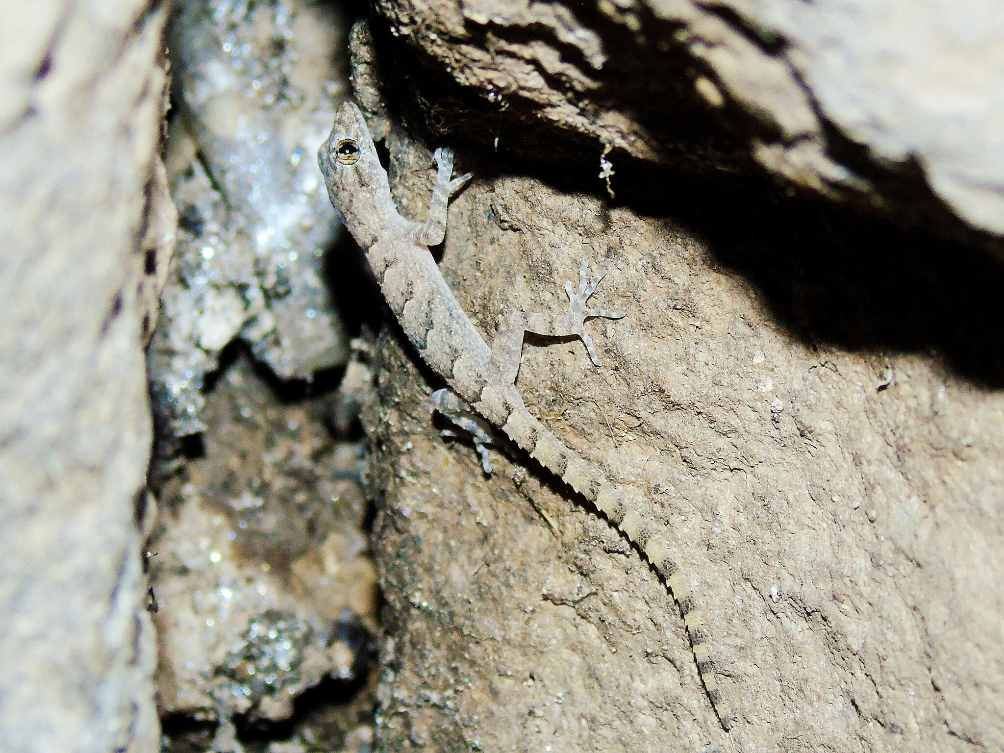 Mediodactylus heterocercus (Blanford 1874) resmi