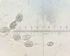 Image of Podospora leporina (Cain) Cain 1962