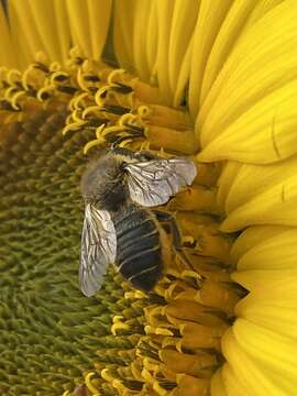 Imagem de Megachile versicolor Smith 1844