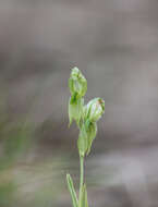 Image of Mallee leafy greenhood