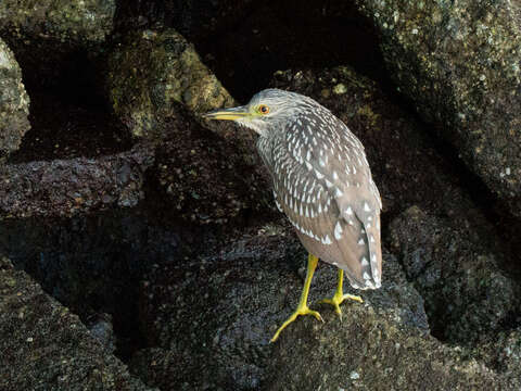 Image of Night Herons