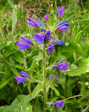 Image of Cretan viper's bugloss