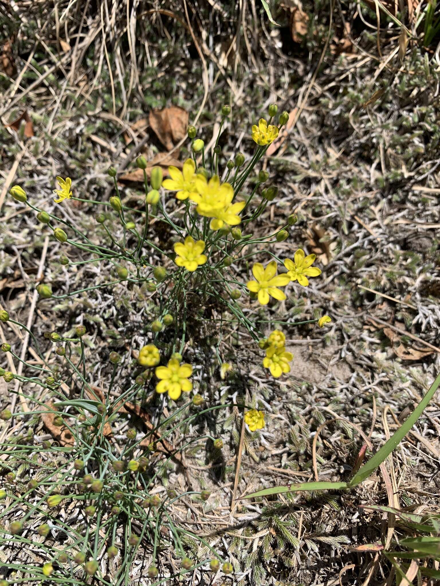 Image of Eriospermum abyssinicum Baker