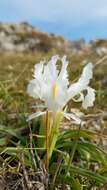 Imagem de Iris planifolia (Mill.) T. Durand & Schinz