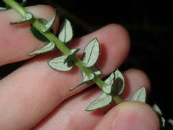 Cassinia denticulata R. Br resmi