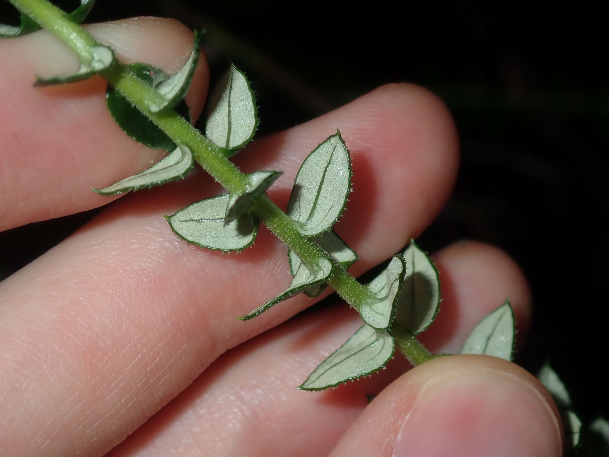 Plancia ëd Cassinia denticulata R. Br