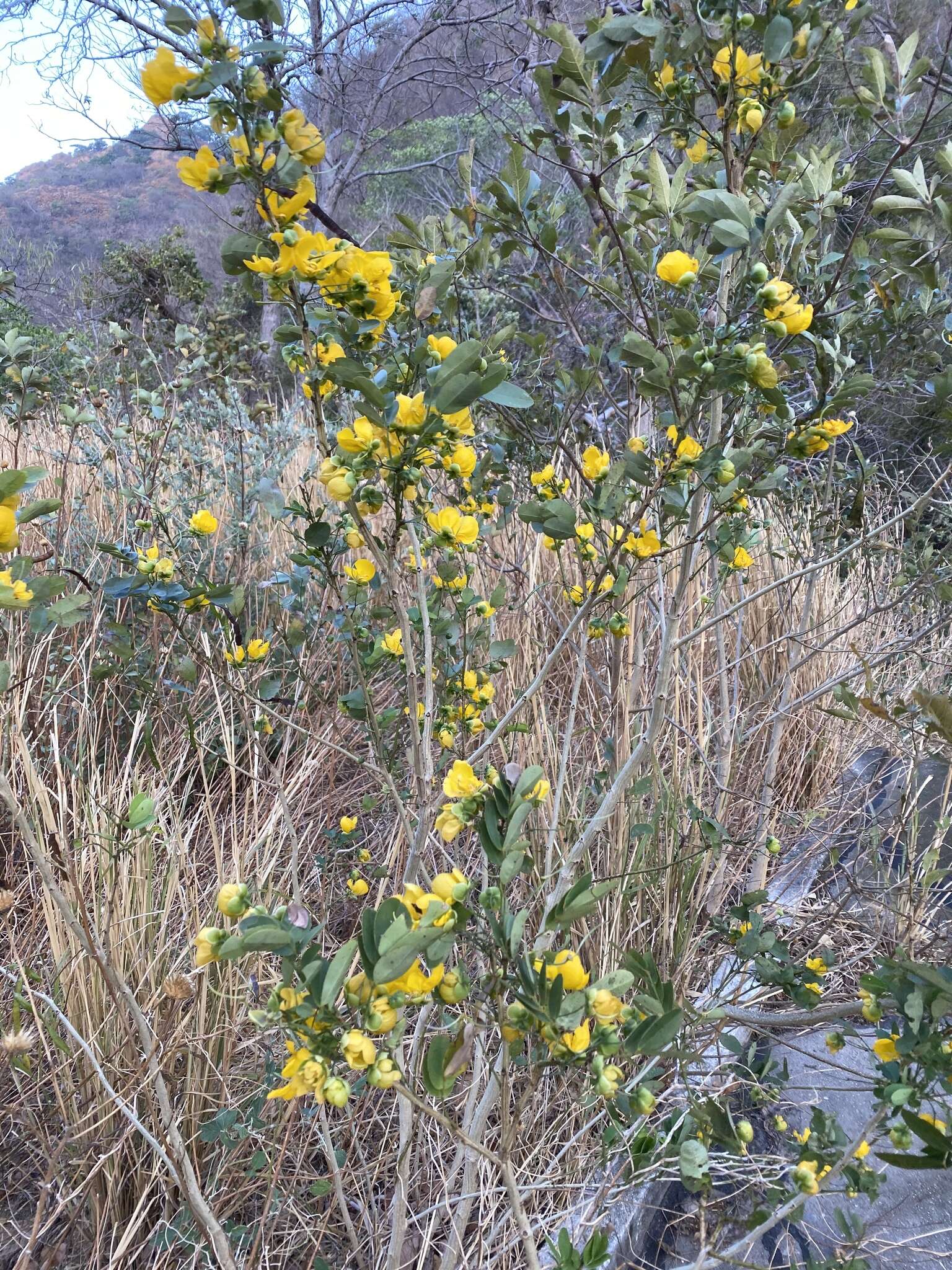 Image of Senna holwayana (Rose) H. S. Irwin & Barneby