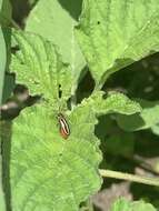 Image of Pigweed Flea Beetle