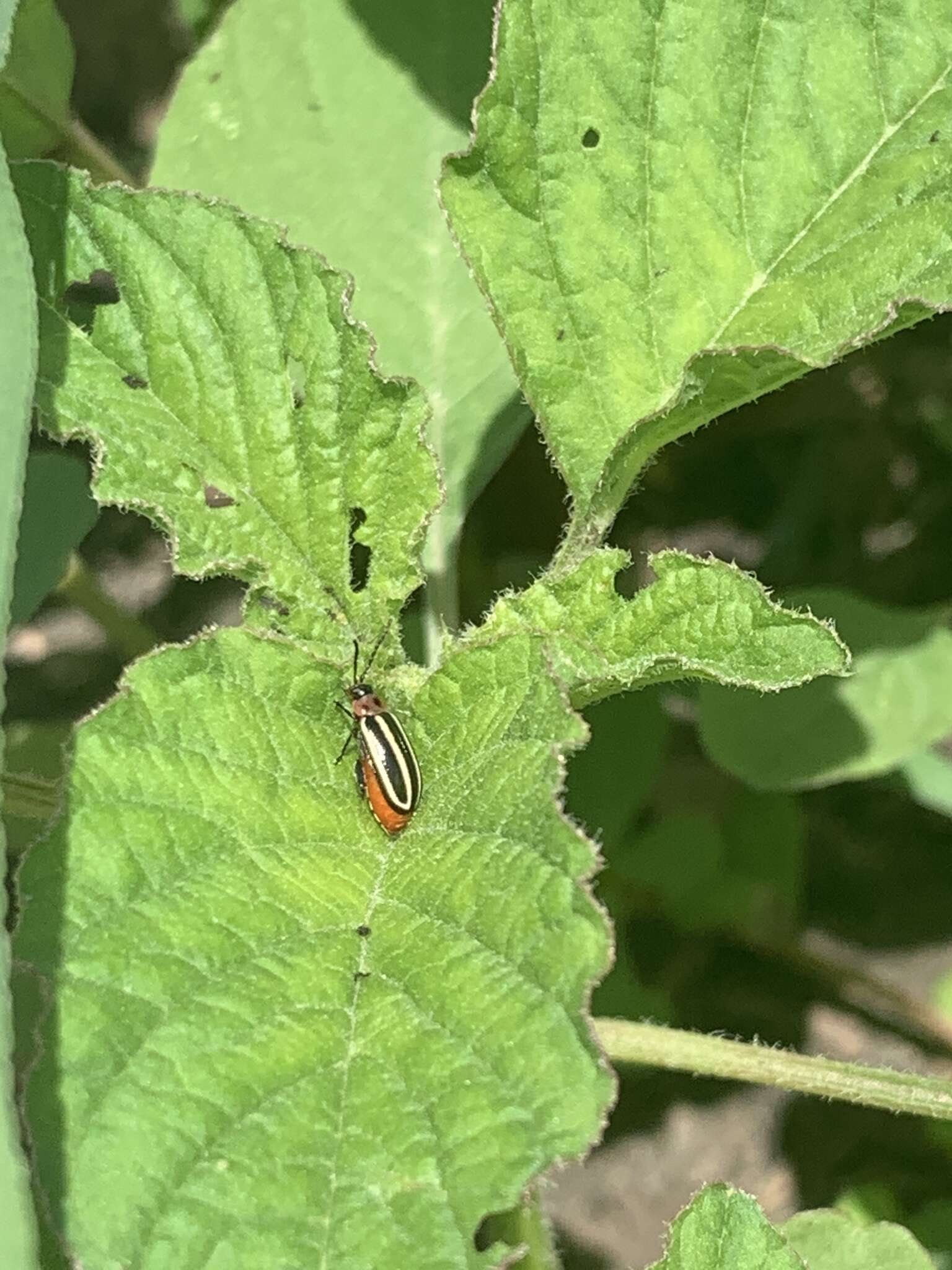 Image of Pigweed Flea Beetle