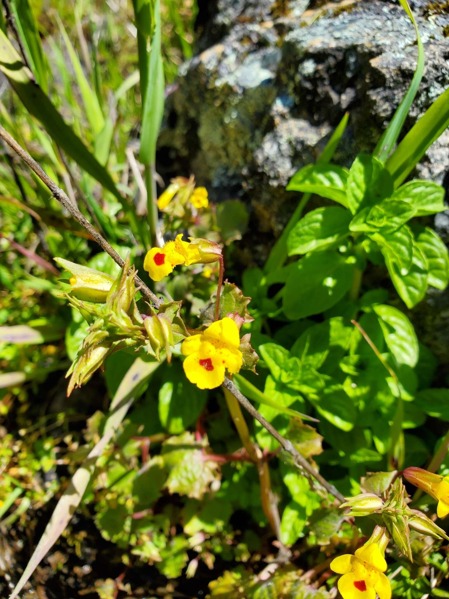 Image of Erythranthe nasuta (Greene) G. L. Nesom