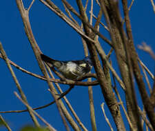 Image of Turquoise Tanager