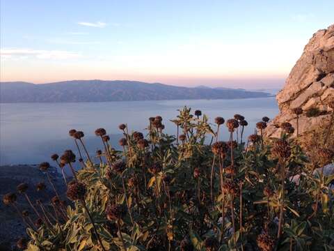 Image of shrubby Jerusalem sage