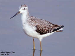 Image of Marsh Sandpiper