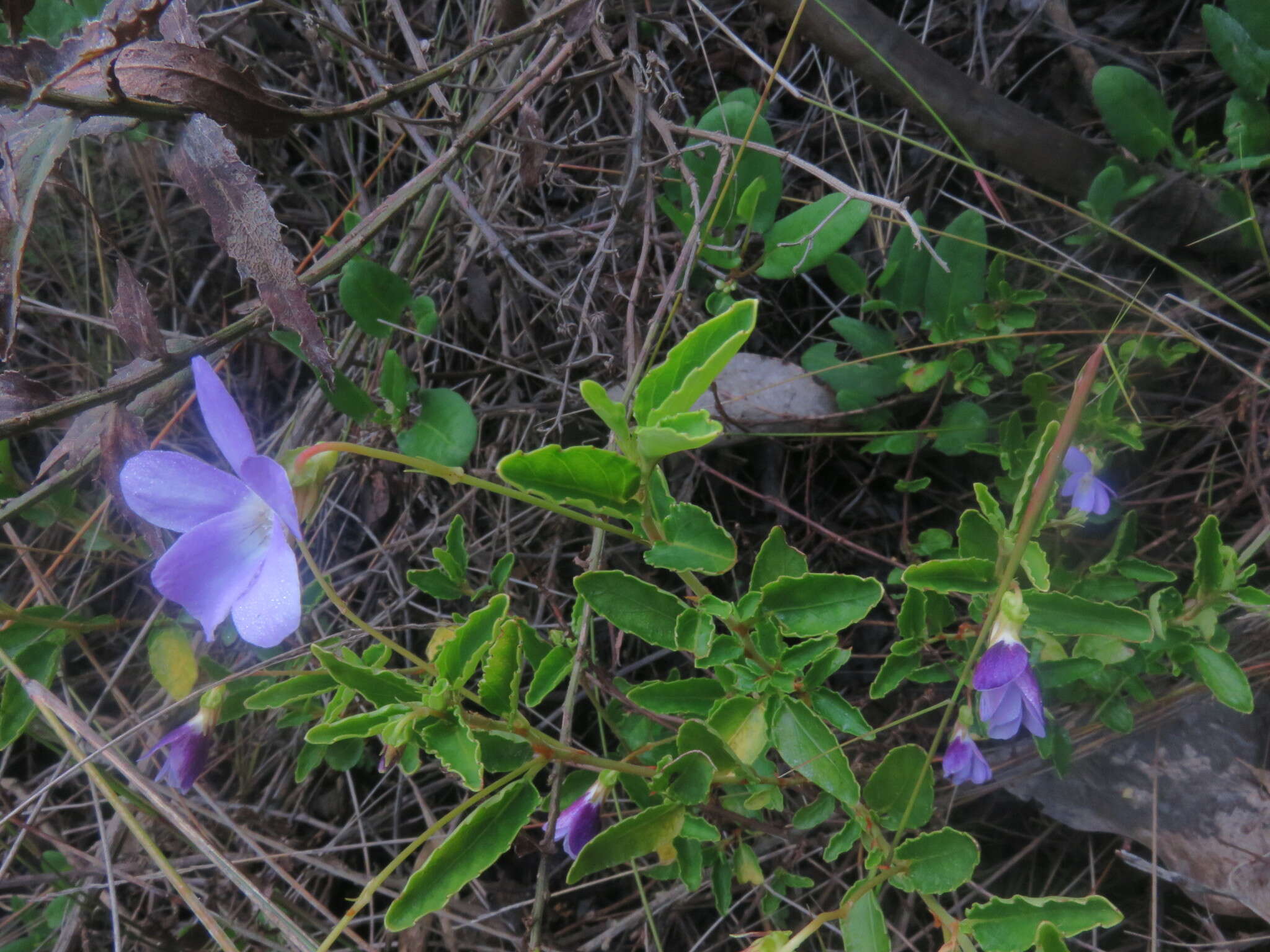 Viola portalesia C. Gay resmi