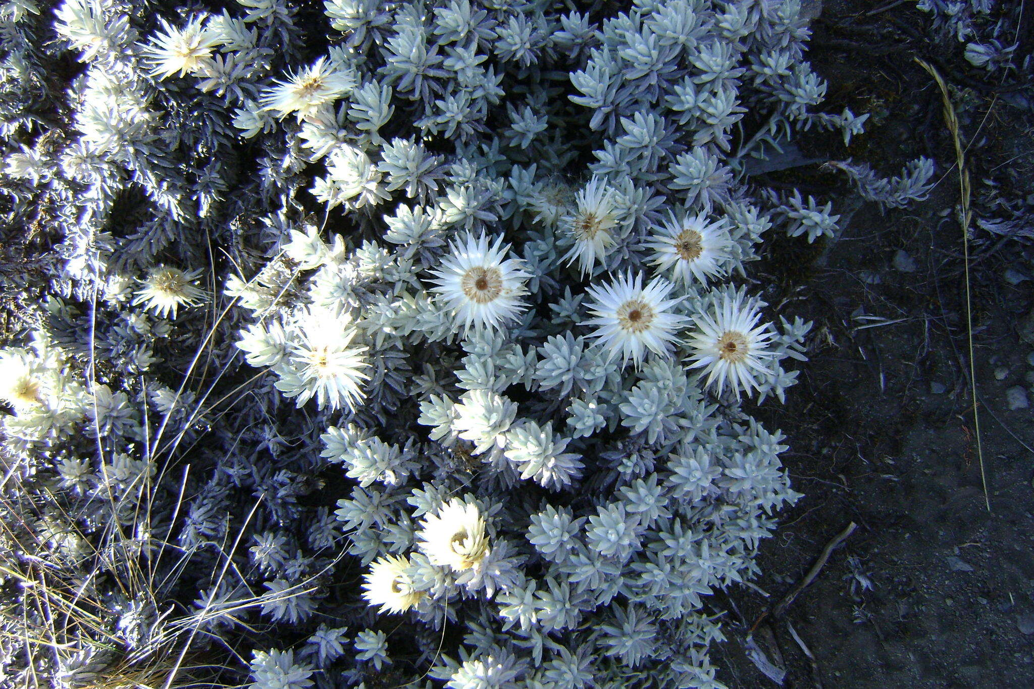 Image of Helichrysum newii Oliv. & Hiern