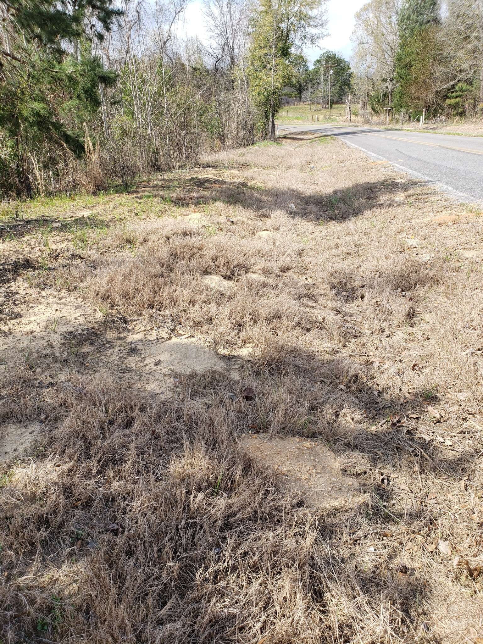 Image of southeastern pocket gopher