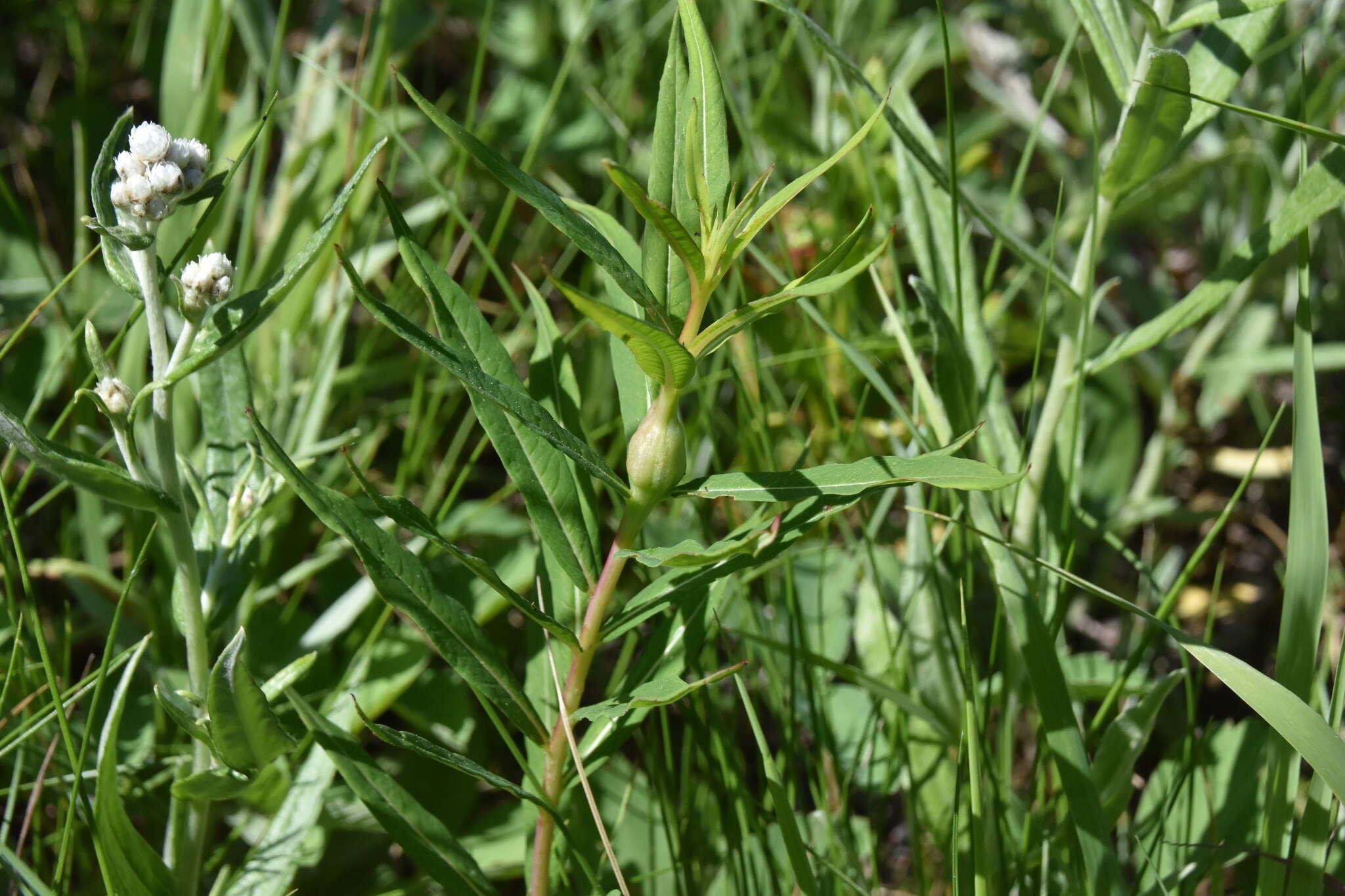 Image of <i>Chamaenerion <i>angustifolium</i></i> subsp. angustifolium