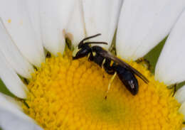 Imagem de Hylaeus illinoisensis (Robertson 1896)