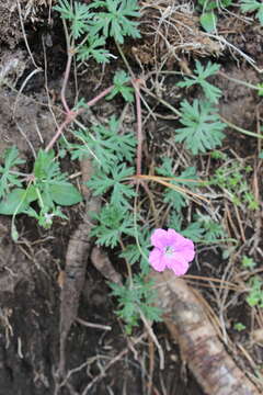 Image of Geranium potentillifolium DC.