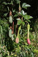 Imagem de Passiflora tripartita var. azuayensis L. B. Holm-Nielsen & P. M. Jørgensen