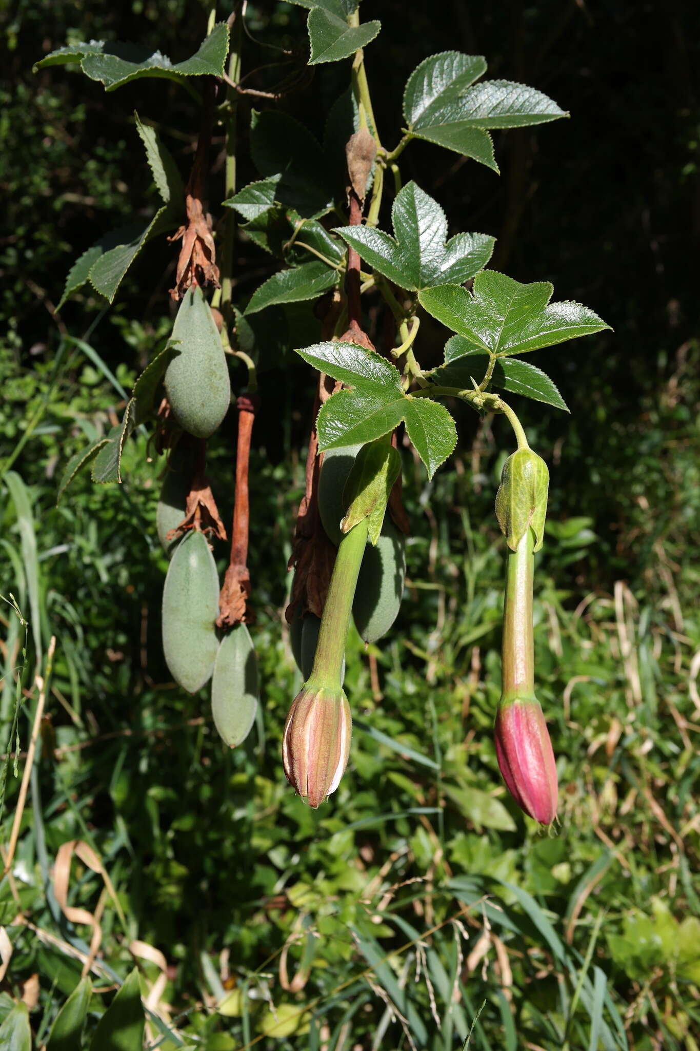 Imagem de Passiflora tripartita var. azuayensis L. B. Holm-Nielsen & P. M. Jørgensen