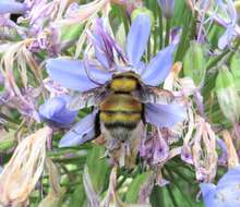 Plancia ëd Bombus hortulanus Friese 1904