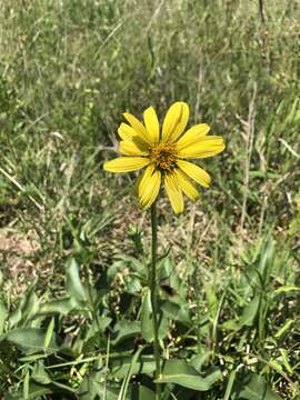 Image of slender rosinweed