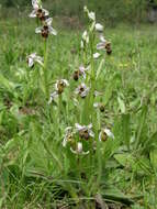 Image de Ophrys scolopax subsp. apiformis (Desf.) Maire & Weiller