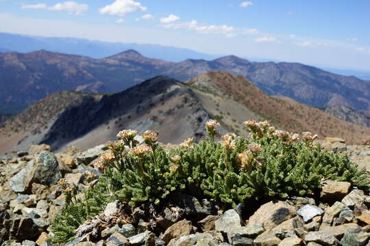 Image of Mount Eddy Jacob's-ladder