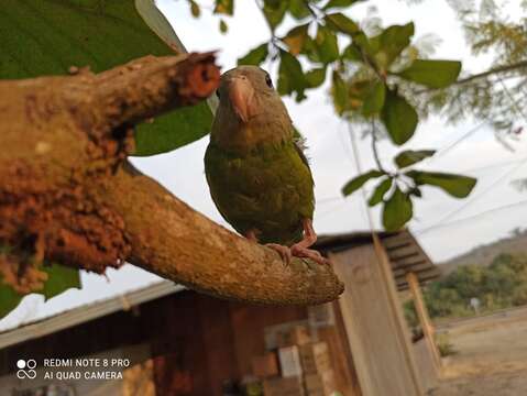 Image of Gray-cheeked Parakeet